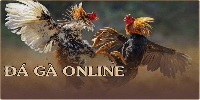 Hướng dẫn chơi chọi gà trực tuyến